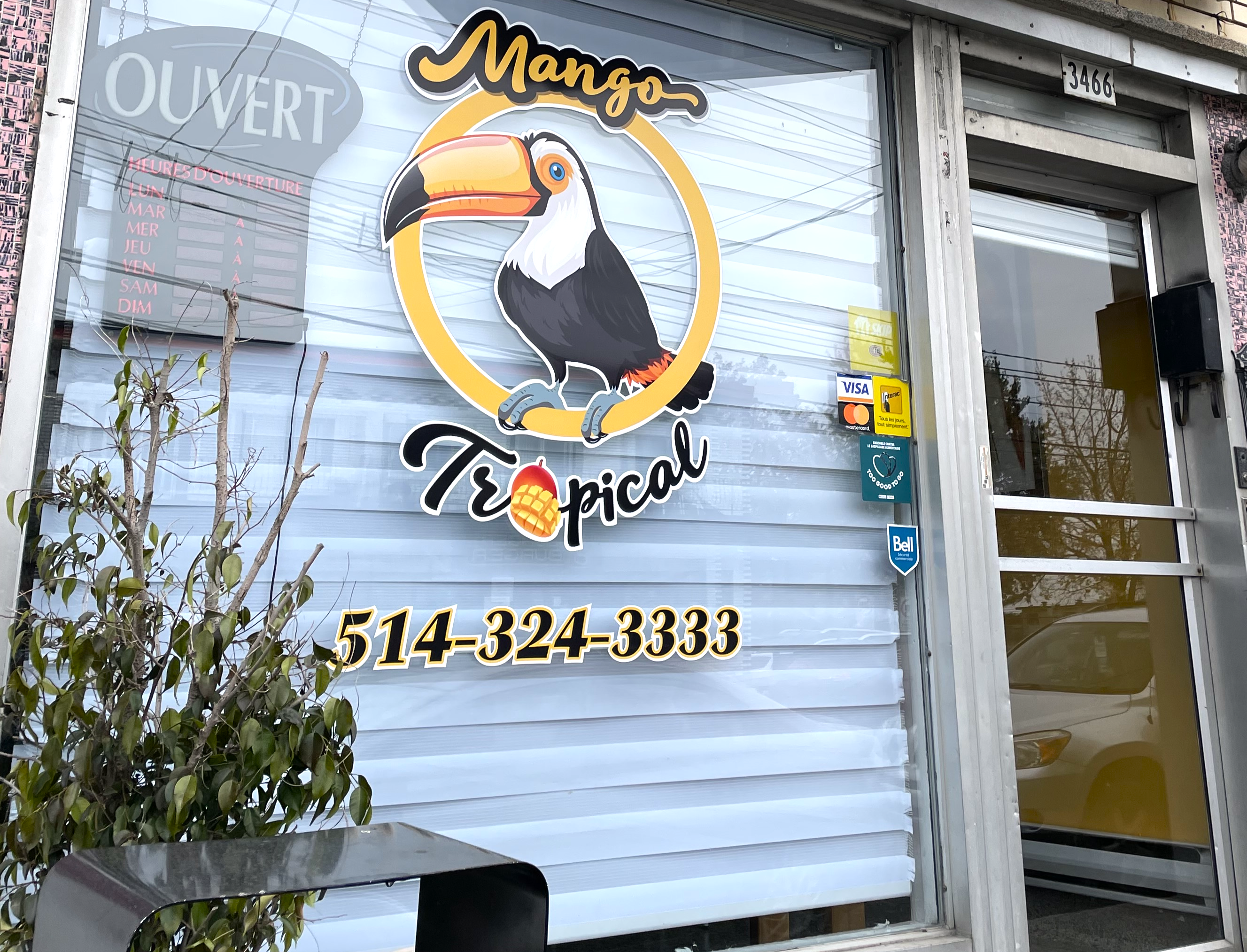 Mango Tropical - Image 1